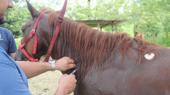 El MIDA realizó una jornada de vacunación en el distrito de Santiago, provincia de Veraguas.