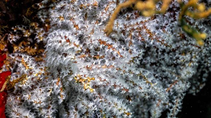 ¿Cuáles son las amenazas que enfrentan los arrecifes de coral en Panamá?