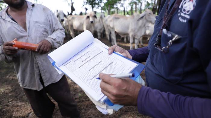 Los animales bovinos son los más propensos a la afectación con 12 mil 46 casos; es decir el 82%.