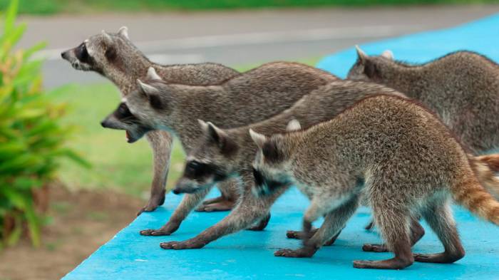 Mapaches conviven en los entornos urbanos de Panamá