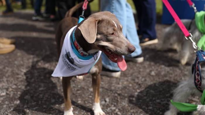 En el acto estuvieron presentes autoridades e invitados, acompañados de más de 80 mascotas.