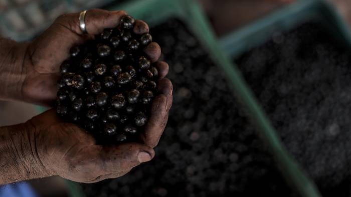Fotografía del 5 de agosto de 2023 de un hombre mostrando frutos de açaí en una plantación de Igarapé-Miri (Brasil). La internacionalización de pequeñas y medianas empresas (pymes) brasileñas ha generado cerca de 125 millones de dólares desde 2023, permitiendo al país diversificar mercados, aumentar su competitividad global y fortalecer la economía. EFE/ Antonio Lacerda / ARCHIVO