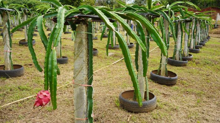 Producción de pitahaya.