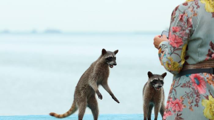 Mapaches conviven en los entornos urbanos de Panamá