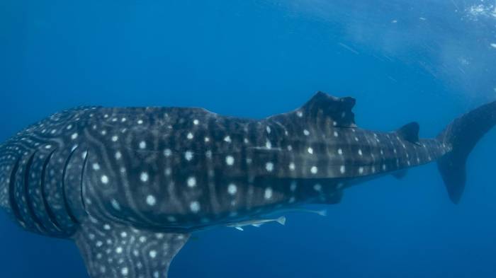 Tiburón ballena con lesión en la aleta dorsal, probablemente causada por la colisión con una embarcación. Crédito: Gonzalo Araujo / Fundación para la Investigación y Conservación Marinas