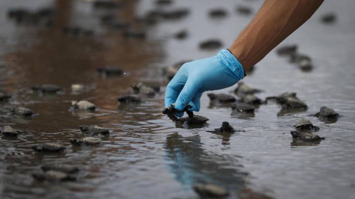 Un voluntario ayuda a neonatos de tortugas Lora marinas (lepidochelys olivacea) tras ser extraídas de los nidos del vivero de la Fundación Tortuguías, para ser liberadas en las costas de Punta Chame, este viernes, a unos 100 kilómetros de la ciudad de Panamá (Panamá). EFE/ Bienvenido Velasco