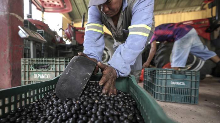 Fotografía que muestra un persona separando frutos açaí en una plantación de Igarapé-Miri (Brasil). EFE/ Antonio Lacerda/ARCHIVO