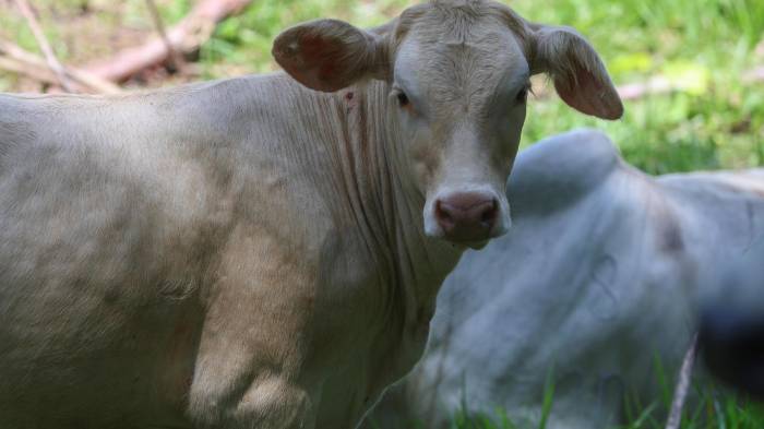 México se ha convertido en el nuevo frente en la guerra contra el gusano barrenador.