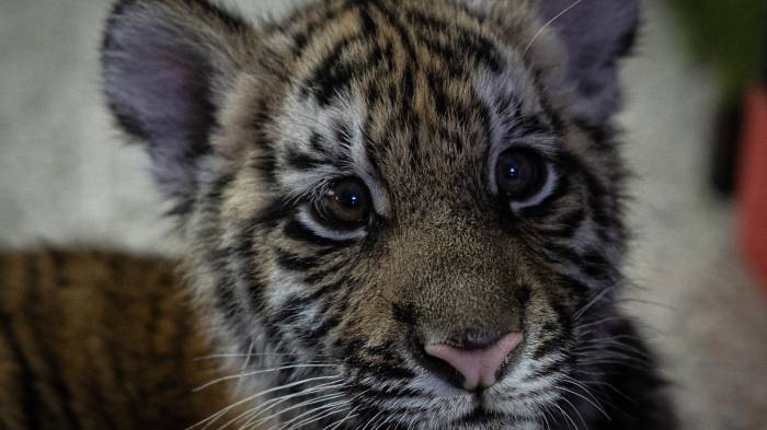 Fotografía de 'Asha', una tigresa de cuatro meses encontrada abandonada en una vivienda, este miércoles en Ciudad de Guatemala (Guatemala). EFE/ David Toro