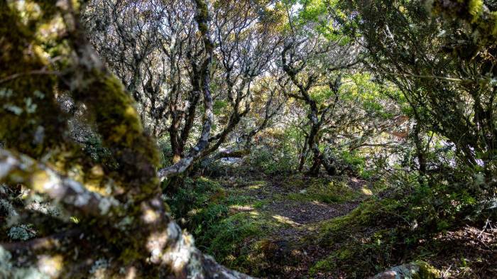 El Volcán Barú celebra medio siglo como parque nacional