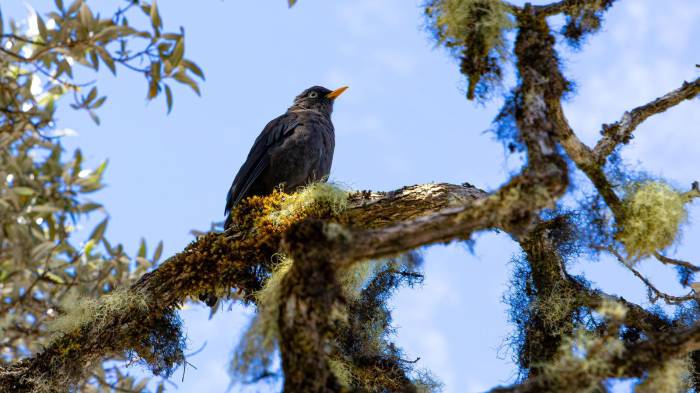 El Volcán Barú celebra medio siglo como parque nacional