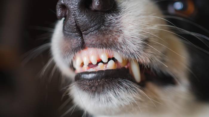 Un testigo mencionó que las mascotas del vecino habían protagonizado incidentes previos, aunque la policía indicó que no existen archivos.