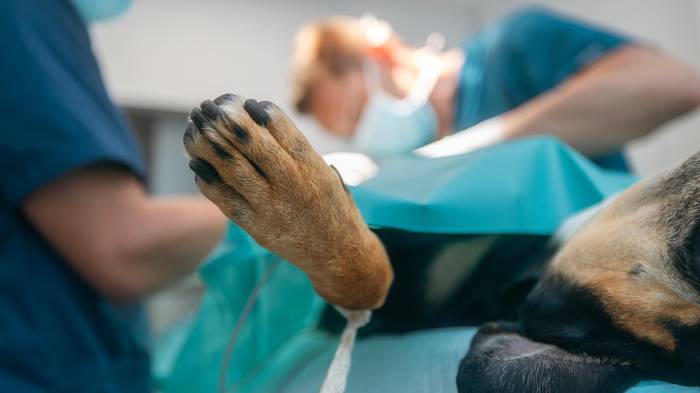 La gravedad del hecho llevó a la Fiscalía Regional de Panamá Oeste a solicitar medidas urgentes.