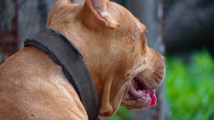 Los delincuentes declararon que estaban paseando a su mascota. La policía ambiental se hizo cargo del animal.