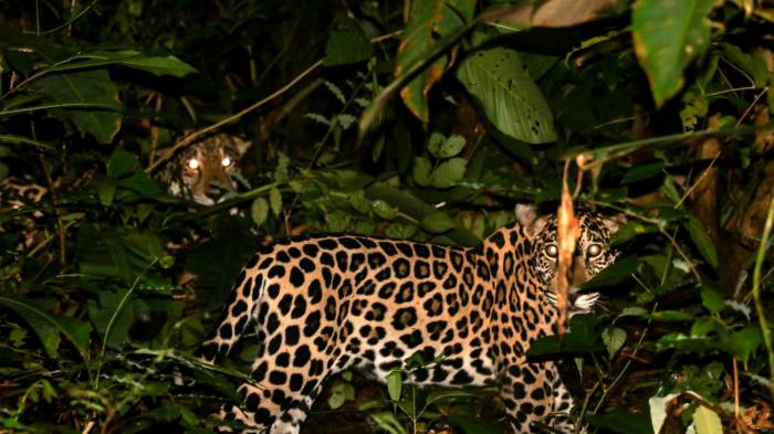 Habitan en zonas boscosas.