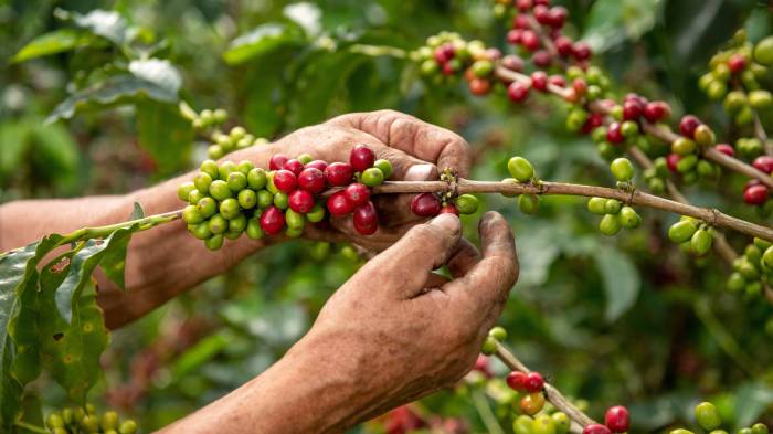 Esta comunidad no solo cultiva café, sino también identidad y cultura con cada grano que cosecha.