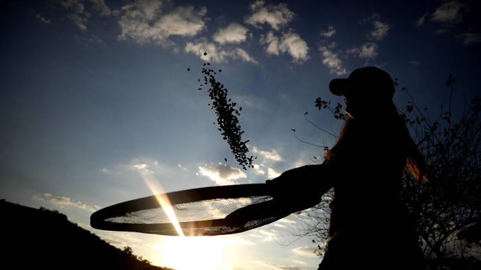 Fotografía de archivo del 23 de julio de 2018 de un agricultor en la Hacienda Recanto Machado en el estado brasileño de Minas Gerais (Brasil).