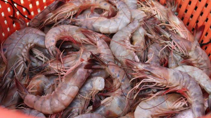 A punta de camarones, Panamá se abre paso. Alcanza millones de dólares