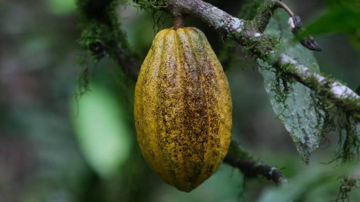 Örebä, el chocolate de los indígenas panameños que “maravilla” al pastelero Jordi Roca [VIDEO]
