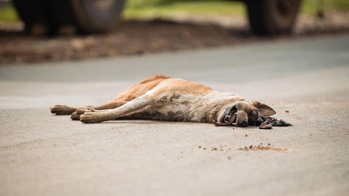 A cruelly killed dog on the street