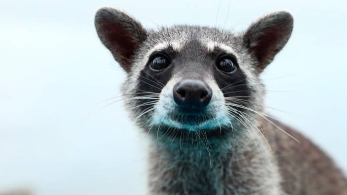 Mapaches conviven en los entornos urbanos de Panamá