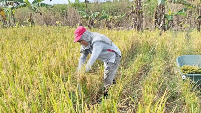 El fenómeno ha generado inquietud entre los productores y las autoridades.