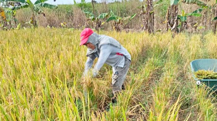 Se advierte que estos cambios pueden desestabilizar la producción y poner en riesgo la cosecha anual.