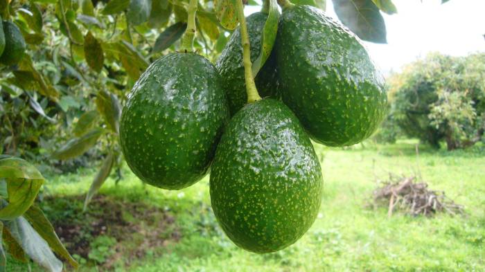 Productores de aguacate exigen control en importaciones