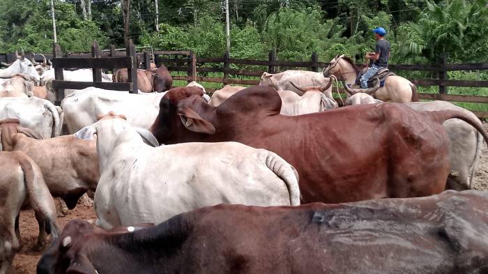 Analizar los reglamentos de alimentos como lácteos, cárnicos, granos y hortalizas.