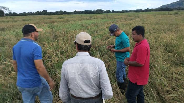 Productores de arroz se preparan para la revisión del TPC.