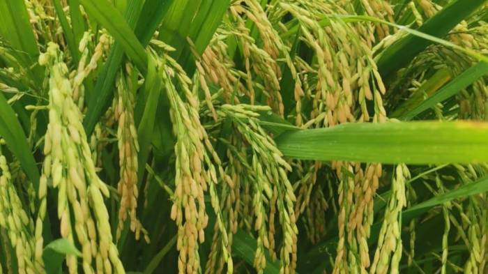 El costo del arroz empezó en 7.50 balboas por quintal, luego subió a 9.00 balboas y posteriormente a 16.00 balboas.