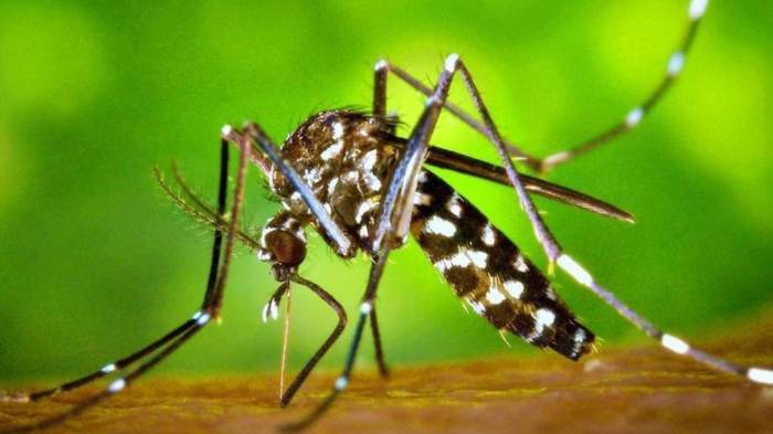 El mosquito Aedes aegypti, principal transmisor del chikungunya, también propaga el dengue y el zika.
