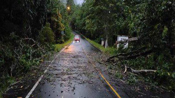 Atienden la caída de un árbol sobre la vía principal en el sector de Altos de Las Minas, Herrera.