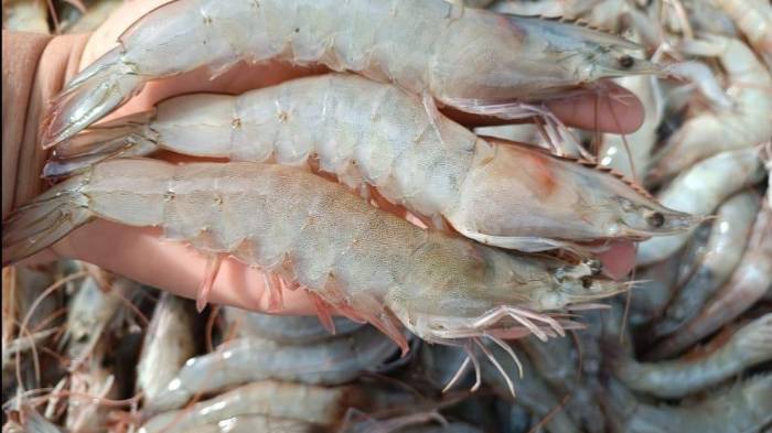 El informe que el 50.8% de estas exportaciones se dirigieron a países con los que Panamá mantiene acuerdos comerciales vigentes.