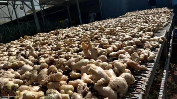 Técnicos del MIDA realizan controles fitosanitarios al jengibre destinado a Guadalupe.