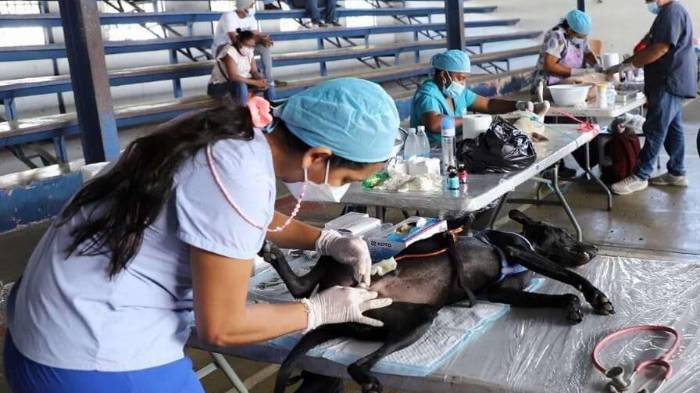 El personal médico del USNS Comfort colaborará en las esterilizaciones organizadas por la Alcaldía de Panamá.
