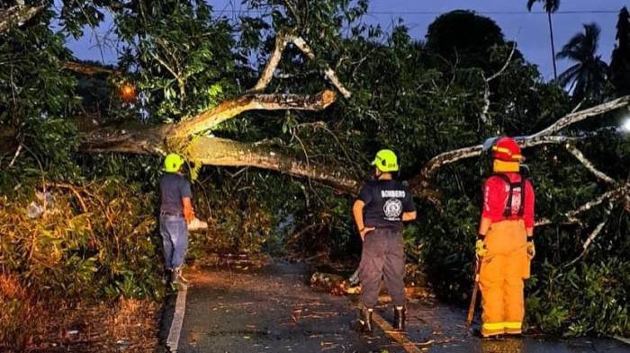 Caída de árbol en Divalá dejó incomunicados a los residentes.