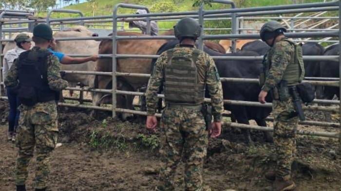 Las fincas de Valle Rico, en el distrito de Santa Fé, las autoridades lograron recuperar 64 reses robadas.