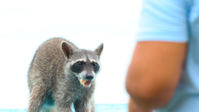 Al alimentar animales silvestres se altera la forma en que los animales se desplazan.