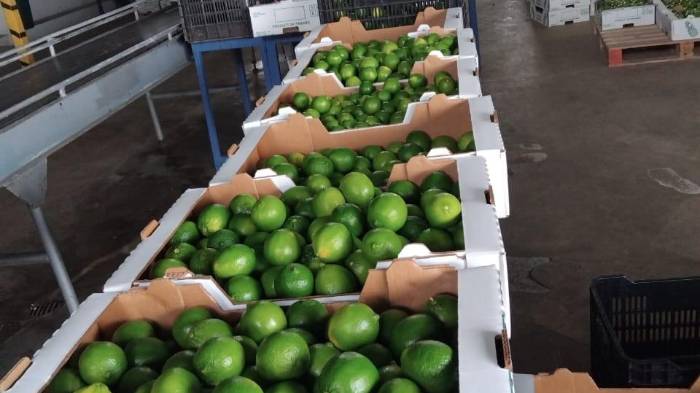 El último embarque incluyó 359 cajas de limón de alta calidad.