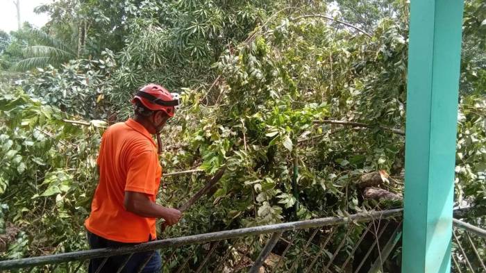 El personal del SINAPROC respondió a emergencias por árboles caídos.