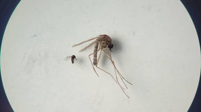 Hay que eliminar los criaderos.