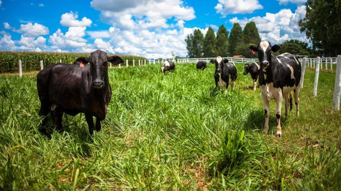 Brasil, mayor productor y exportador mundial de carnes, pretende impulsar prácticas sostenibles en ganadería a partir de los datos obtenidos con una herramienta recién lanzada