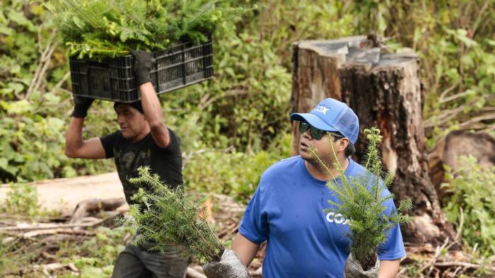 Jornada de reforestación organizada por el grupo español Cox en el municipio de Ocoyoacac (México).