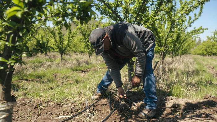 Fotografía cedida por Kilimo de un hombre sosteniendo un alambre en la zona de Peñaflor (Chile). EFE/ Kilimo /SOLO USO EDITORIAL NO VENTAS /SOLO DISPONIBLE PARA ILUSTRAR LA NOTICIA QUE ACOMPAÑA (CRÉDITO OBLIGATORIO)