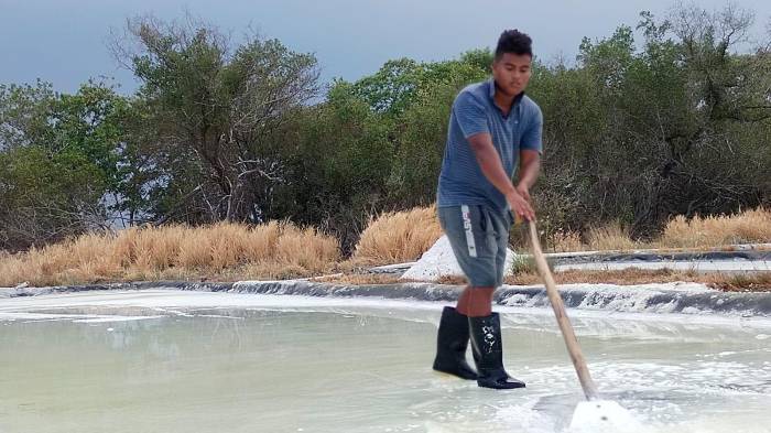 Contra viento y marea: arranca la zafra de sal en Coclé con meta de 80 mil quintales