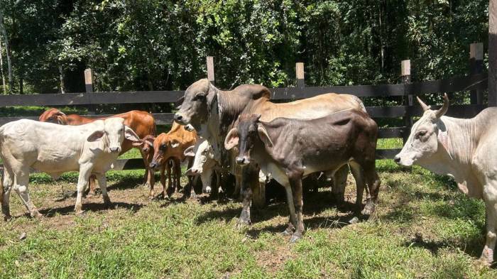 Ganaderos piden que se vele por la seguridad alimentaria del país.