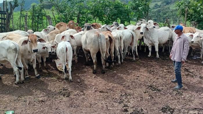 Sementales gyrolando entregados por el MIDA en Chiriquí: genética adaptada al trópico para elevar la producción de leche en pequeños hatos.