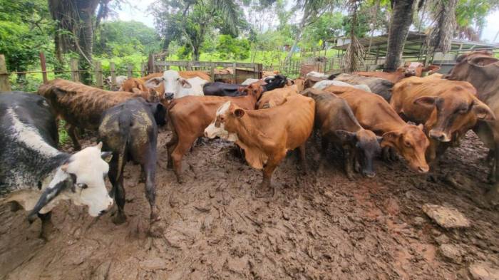 Se registran entre 400 y 500 casos mensuales de gusano barrenador en todo el país.