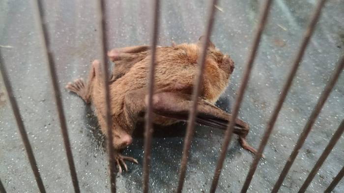 Técnicos del MIDA aplican pasta anticoagulante a murciélagos hematófagos para controlar la rabia bovina en fincas del distrito de Alanje, Chiriquí.